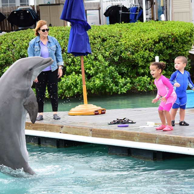 Florida Keys: Dockside Dolphin Experience - Key points at a glance