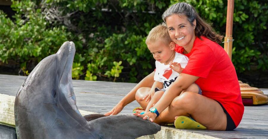 Florida Keys: Dockside Dolphin Experience - Meeting a dolphin without entering the water