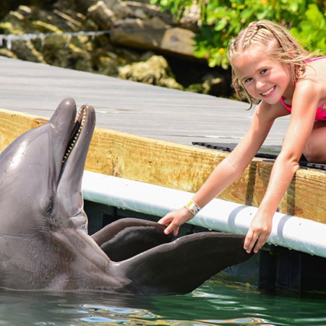 Florida Keys: Dockside Dolphin Experience - Feeding and play on the dry training dock