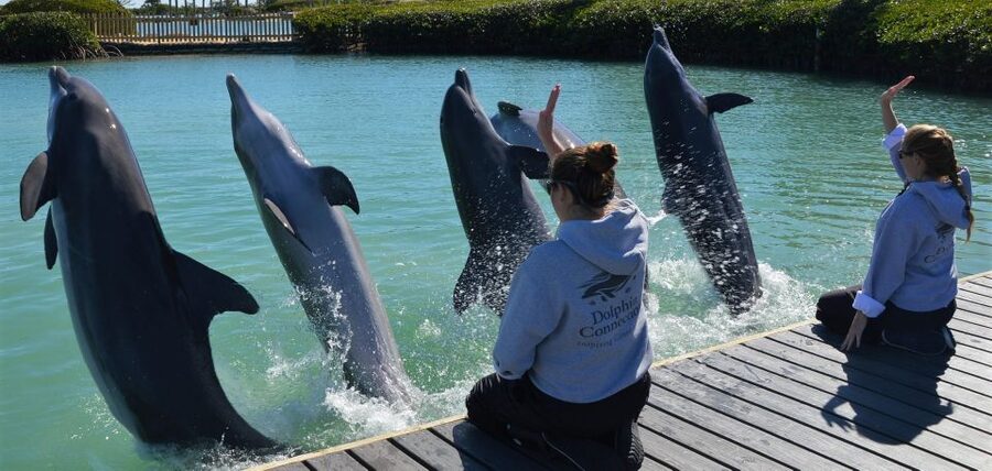 Florida Keys: Dockside Dolphin Experience - Who will get the most from the $107 price