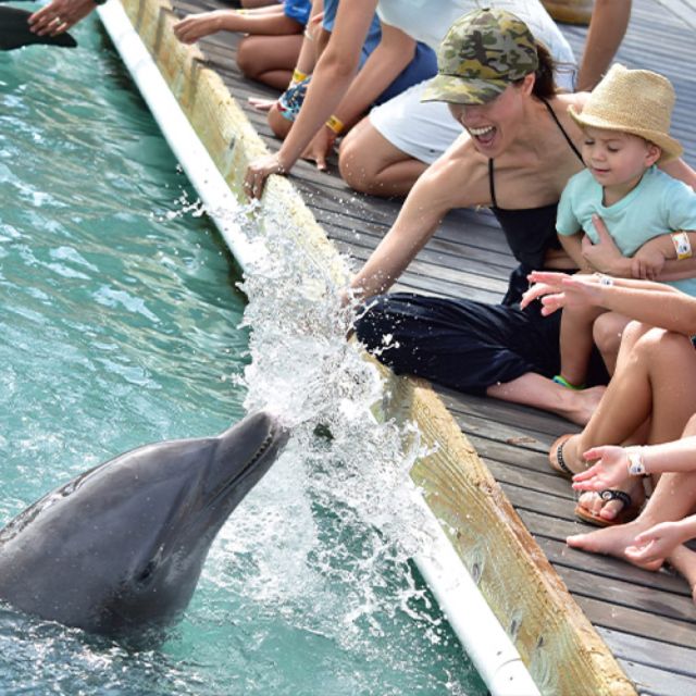 Florida Keys: Dockside Dolphin Experience - What to bring, and what to leave behind