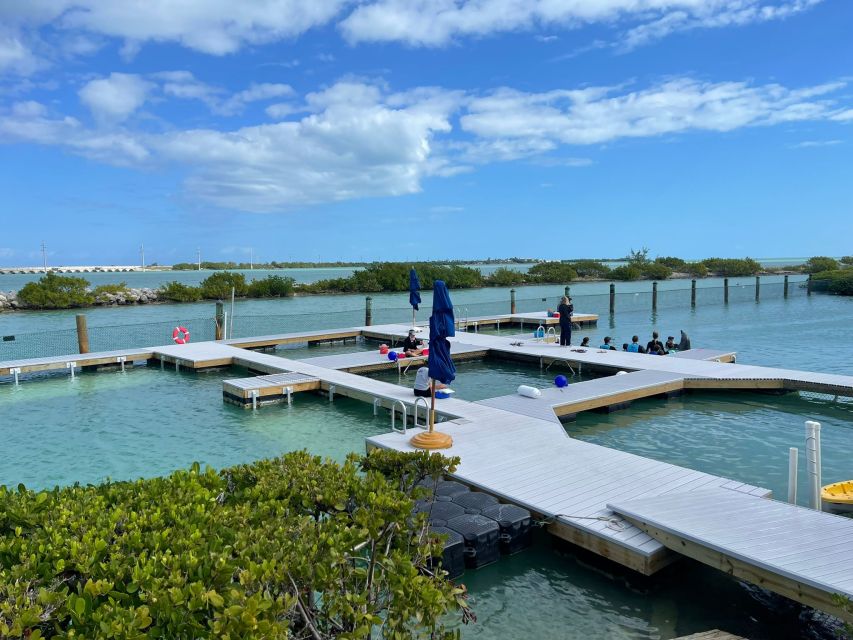 Florida Keys: Dockside Dolphin Experience - How this compares with a wild dolphin trip