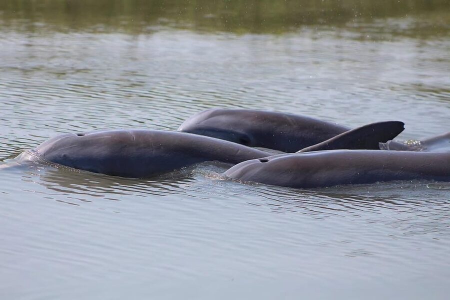 Folly Beach Dolphin Viewing Boat Excursion - Key Points Before You Book