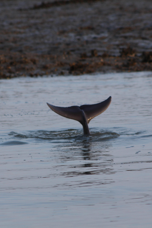 Folly Beach Dolphin Viewing Boat Excursion - Why the Folly Beach Creeks Are the Main Event