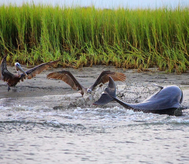 Folly Beach Dolphin Viewing Boat Excursion - Searching the Creeks for Bottlenose Dolphins