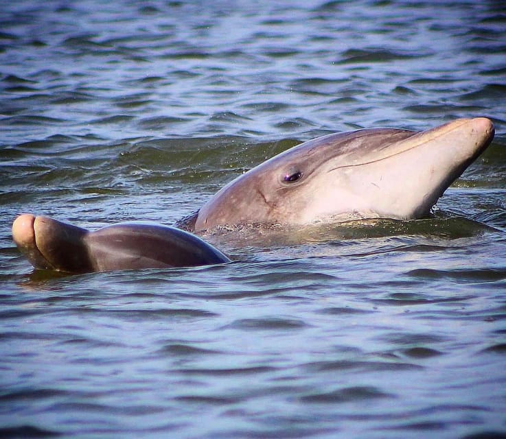 Folly Beach Dolphin Viewing Boat Excursion - How Much Value You Get for $52