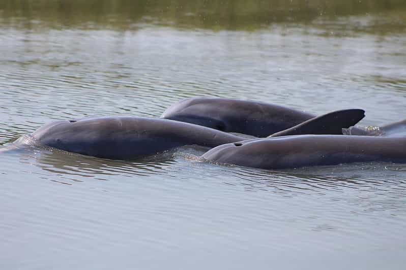Folly Beach Dolphin Viewing Boat Excursion - What to Pack for the Dock and Boat