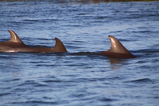 Folly Beach Dolphin Viewing Boat Excursion and Estuary Tour - Key details before you book
