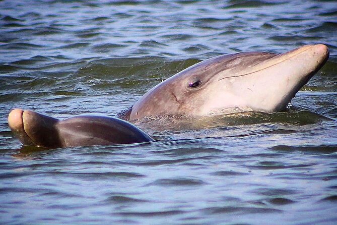 Folly Beach Dolphin Viewing Boat Excursion and Estuary Tour - Boat comfort, supplies, and what to bring