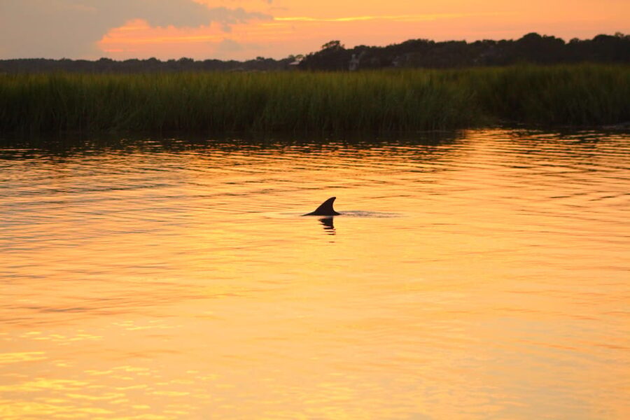 Folly Beach Dolphin Viewing Boat Excursion - A 27-Foot Boat That Keeps the Ride Personal