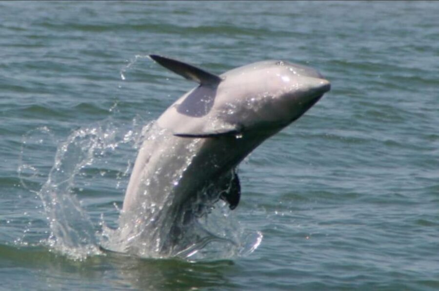 Folly Beach: Morning Dolphin Boat Trip to Morris Island - Charleston stories and the local ecosystem