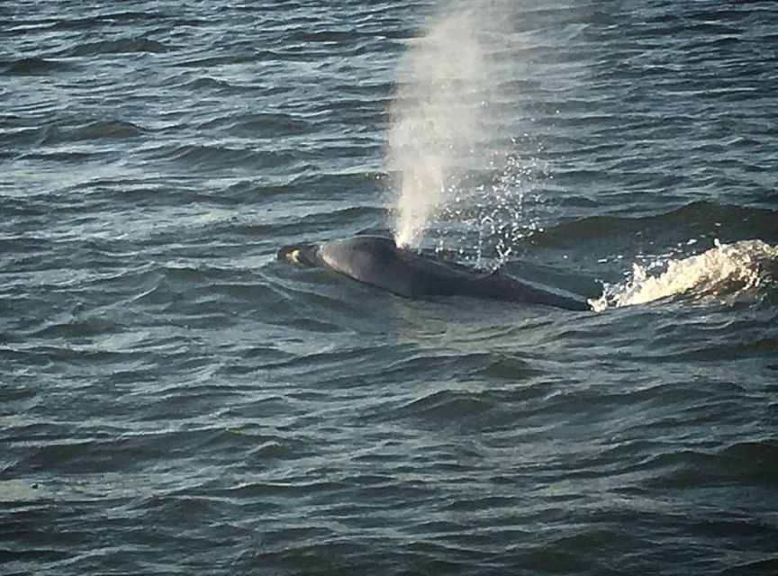 Folly Beach: Sunset Dolphin Boat Tour to Morris Island - Finding dolphins without turning the trip into a chase