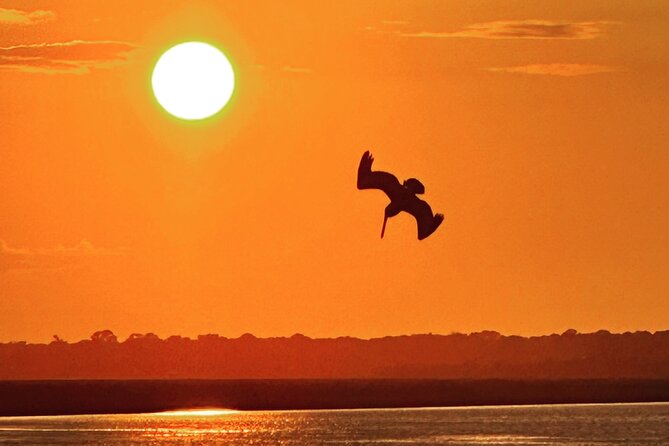 Folly River Dolphin Adventure (options for private or public) - Key points to know before booking