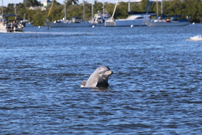 Fort Myers Beach Dolphin & Sightseeing Tour Refreshments Included - Key points to know before you book