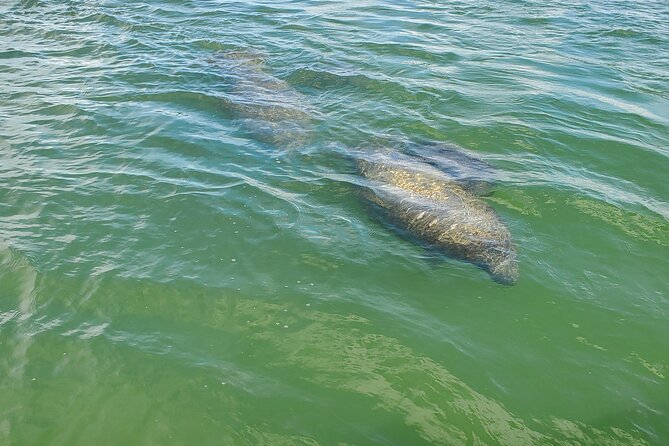Fort Myers Beach Dolphin & Sightseeing Tour Refreshments Included - A calm start from Harbor Court