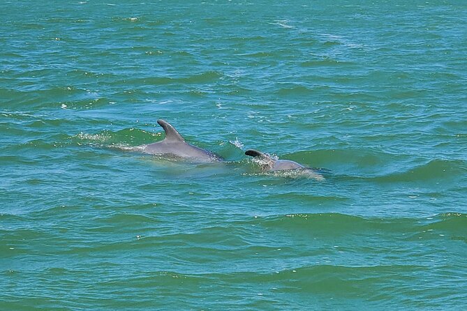 Fort Myers Beach Dolphin & Sightseeing Tour Refreshments Included - Wildlife watching without a guarantee