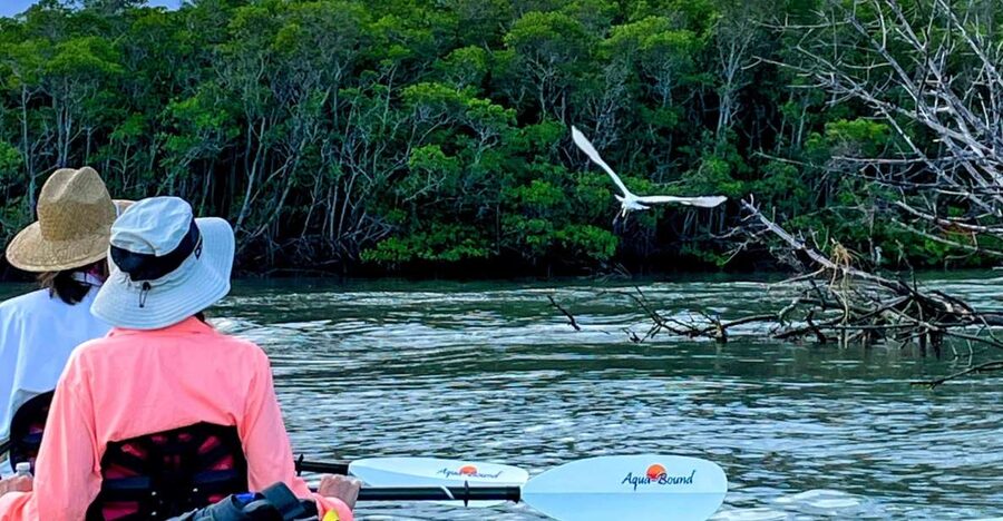Fort Pierce: 4-hr Mangroves & Dolphin Watch Sandbar in FL - Who will get the most from this tour