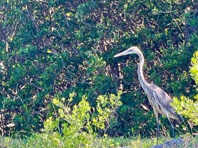 Fort Pierce: 4-hr Mangroves & Dolphin Watch Sandbar in FL