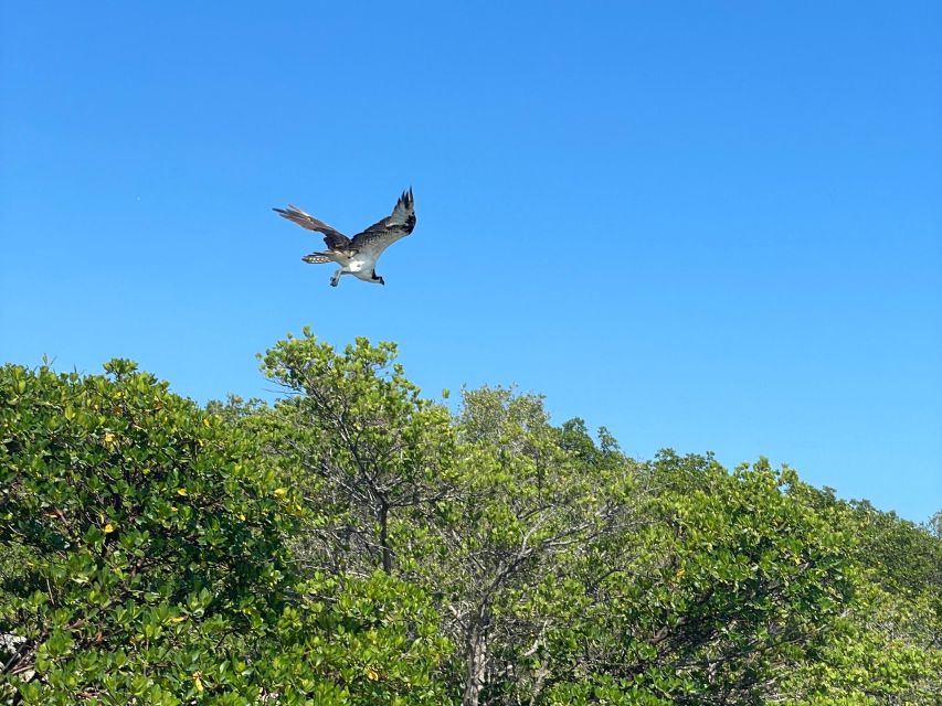 Fort Pierce: 4-hr Mangroves & Dolphin Watch Sandbar in FL - The electric-powered return