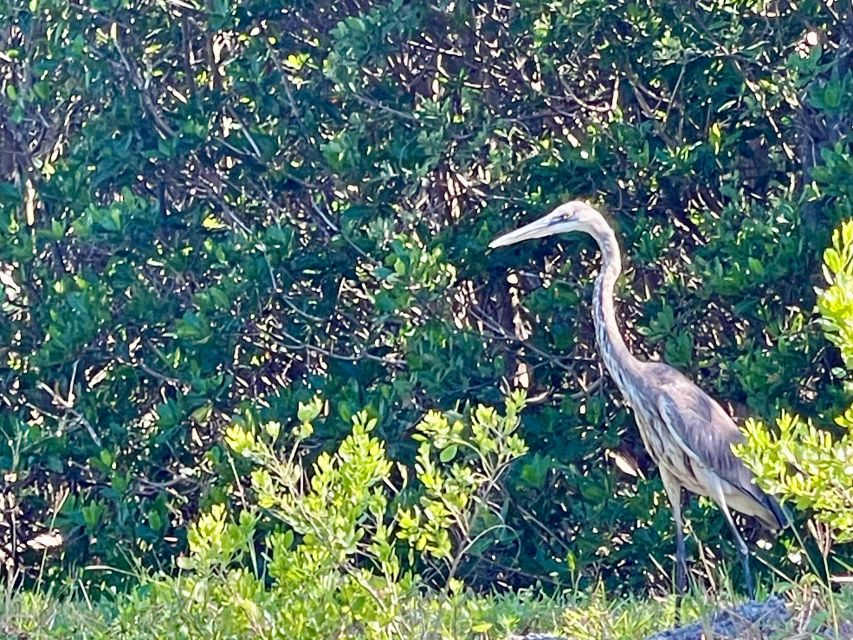 Fort Pierce: 4-hr Mangroves & Dolphin Watch Sandbar in FL - Starting at Pepper Beach Park Riverside Kayak Launch