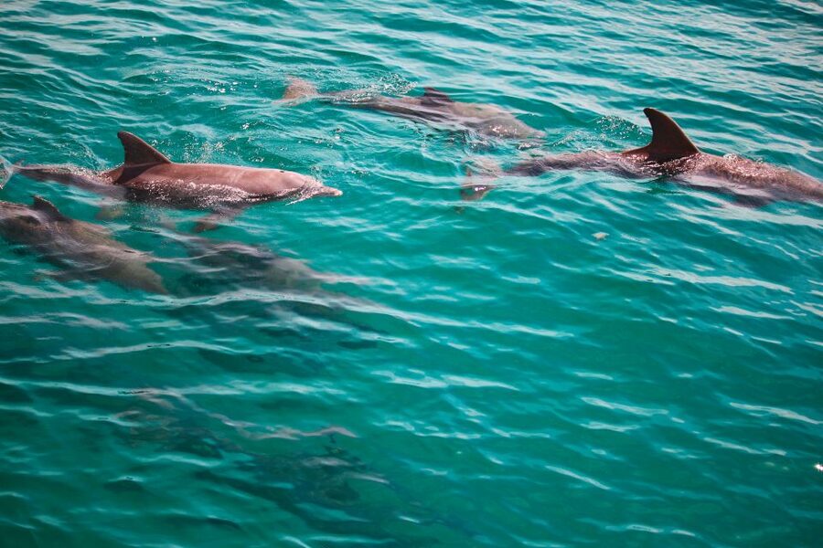 Fort Walton Beach: Morning Dolphin Cruise with Snorkel Stop - The snorkel stop is the hands-on part