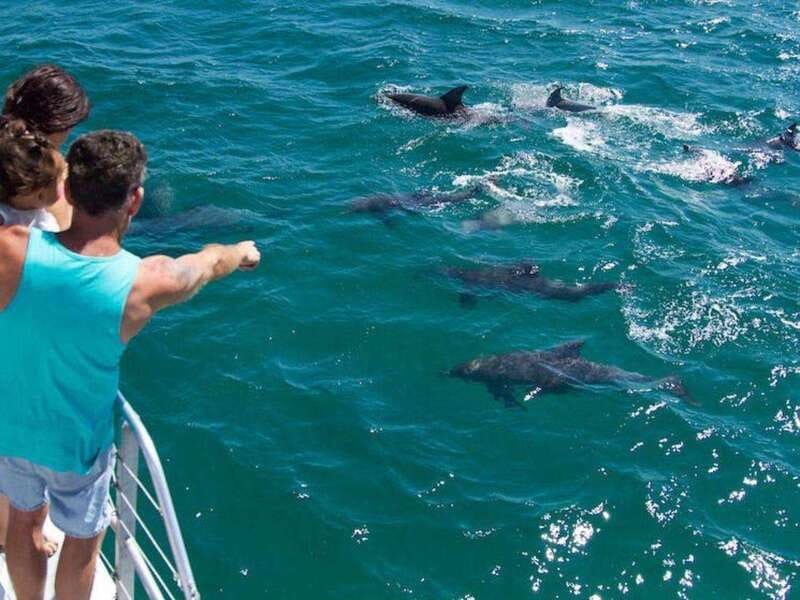 Fort Walton: Dolphin Discovery and Snorkeling Cruise - Dolphin watching in the Gulf waters