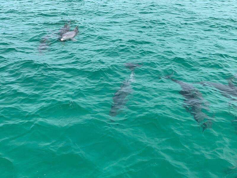 Fort Walton: Dolphin Discovery and Snorkeling Cruise - How the crew shapes the experience