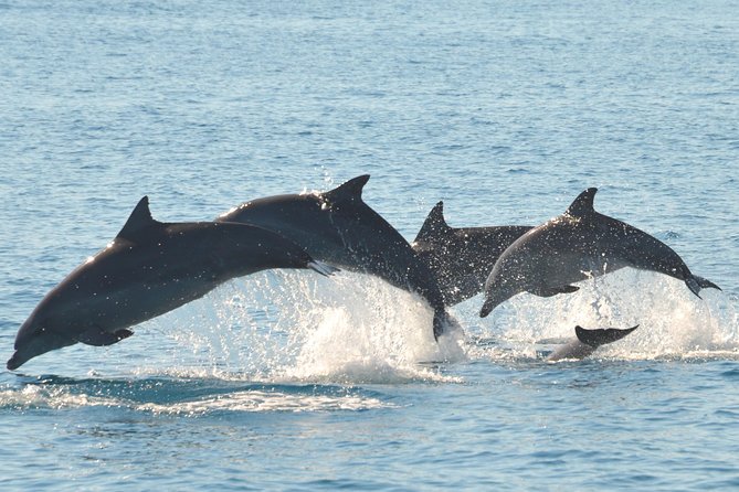 Fraser Island & Dolphin Sailing Adventure - From Great Sandy Straits Marina into dolphin country