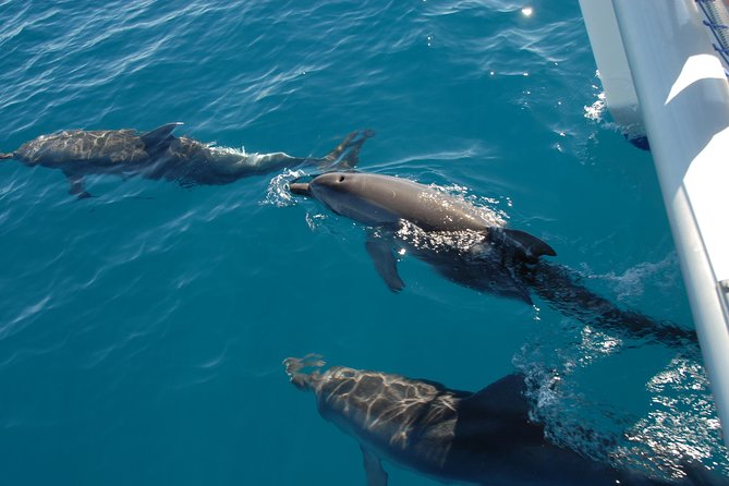 Fraser Island & Dolphin Sailing Adventure - Two dolphin species, not just one