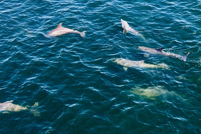Frisky Mermaid Dolphin + Scenic Bay Sightseeing Tour - A small boat makes Pensacola Bay feel personal