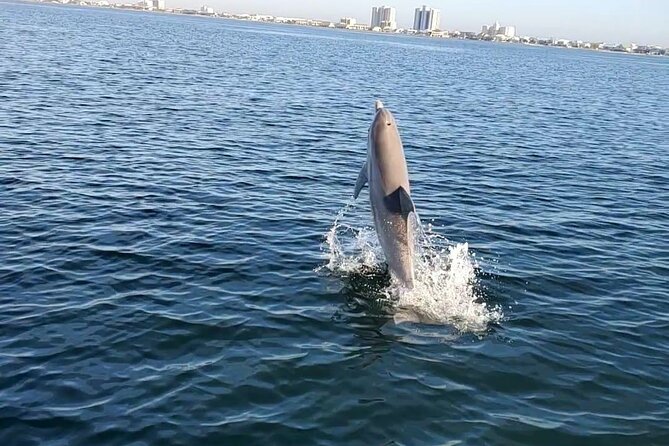 Frisky Mermaid Dolphin + Scenic Bay Sightseeing Tour - What the $385 group price really means