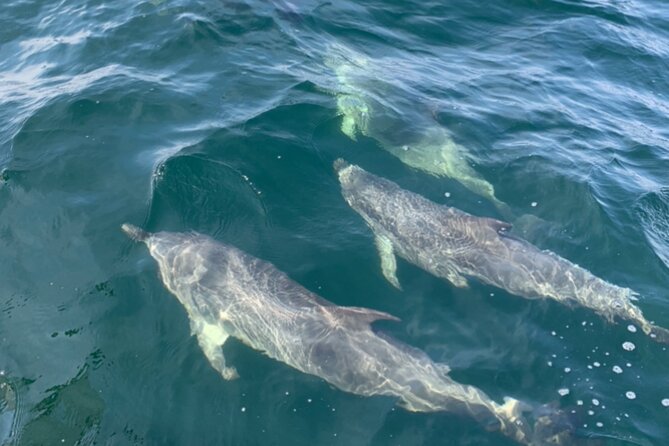 Frisky Mermaid Dolphin + Scenic Bay Sightseeing Tour - Meeting at Pensacola Beach Boulevard
