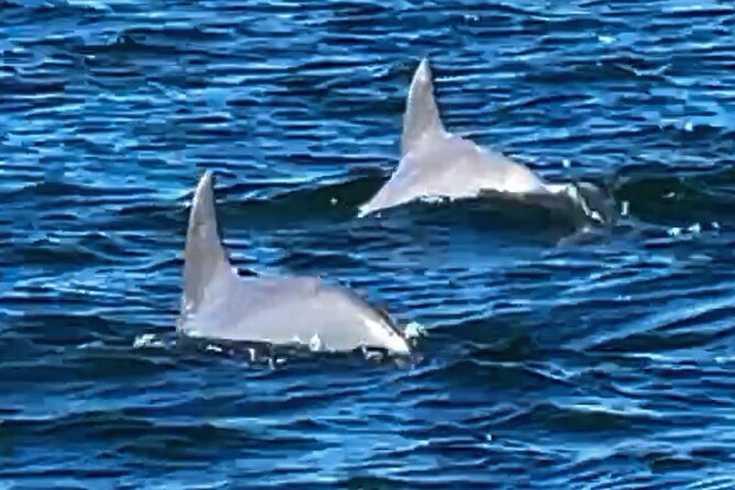 Frisky Mermaid Dolphin + Scenic Bay Sightseeing Tour - Weather is part of the decision
