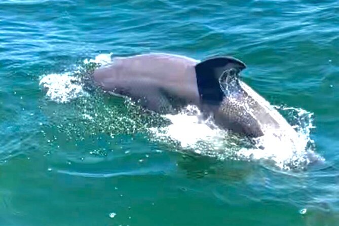 Frisky Mermaid Dolphin + Scenic Bay Sightseeing Tour - Looking for dolphins with Captain Kenzy
