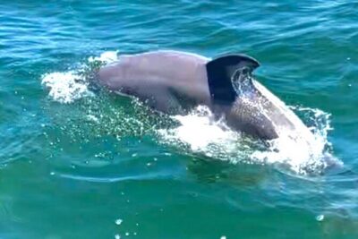 Frisky Mermaid Dolphin Tour + Secluded Beach + Equip