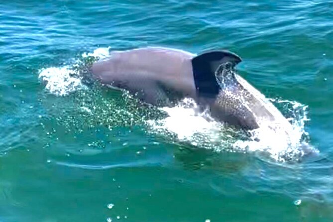 Frisky Mermaid Dolphin Tour + Secluded Beach + Equip - Searching for dolphins in open water
