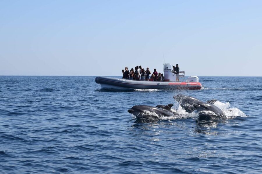 From Albufeira: Benagil Caves and Dolphins Guided Boat Tour - Key points at a glance