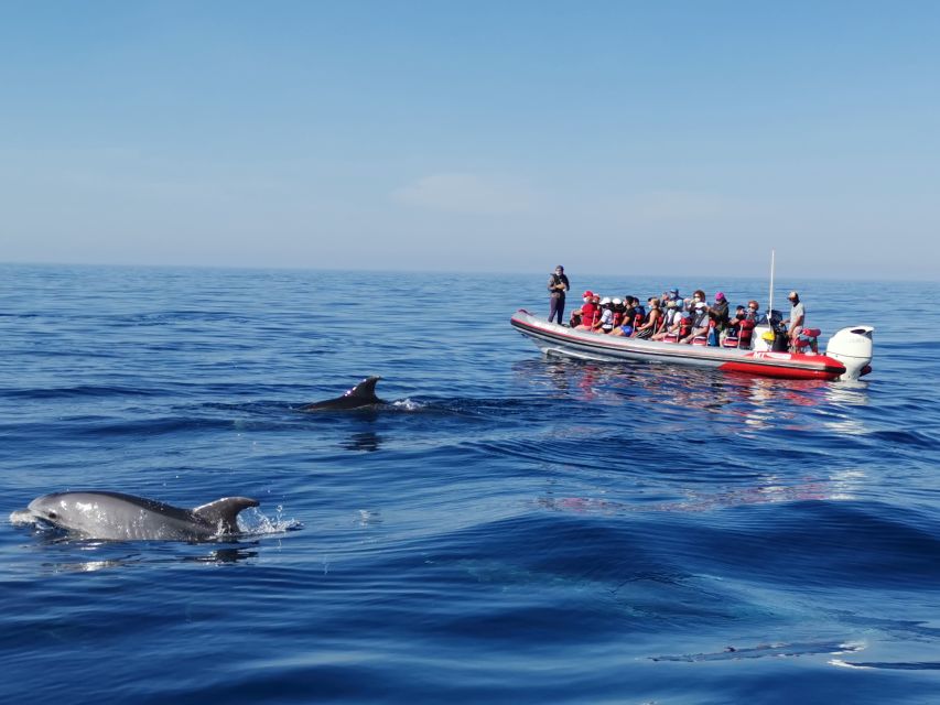 From Albufeira: Benagil Caves and Dolphins Guided Boat Tour - The Benagil caves and the Algarve rock formations