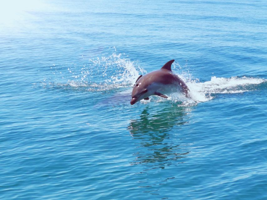 From Albufeira: Benagil Caves and Dolphins Guided Boat Tour - How comfortable and demanding is the ride?