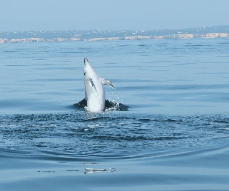 From Albufeira: Benagil Caves and Dolphins Guided Boat Tour - Who should book this boat trip?