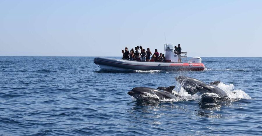 From Albufeira: Benagil Caves and Dolphins Guided Boat Tour - From Albufeira Marina toward Benagil