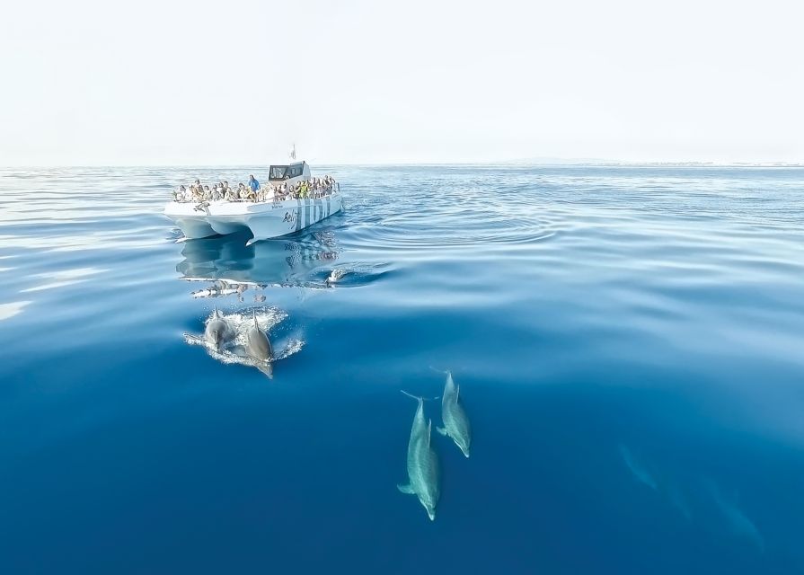 From Albufeira: Dolphins and Caves 2.5-Hour Boat Trip - Two Algarve highlights in one 2.5-hour trip