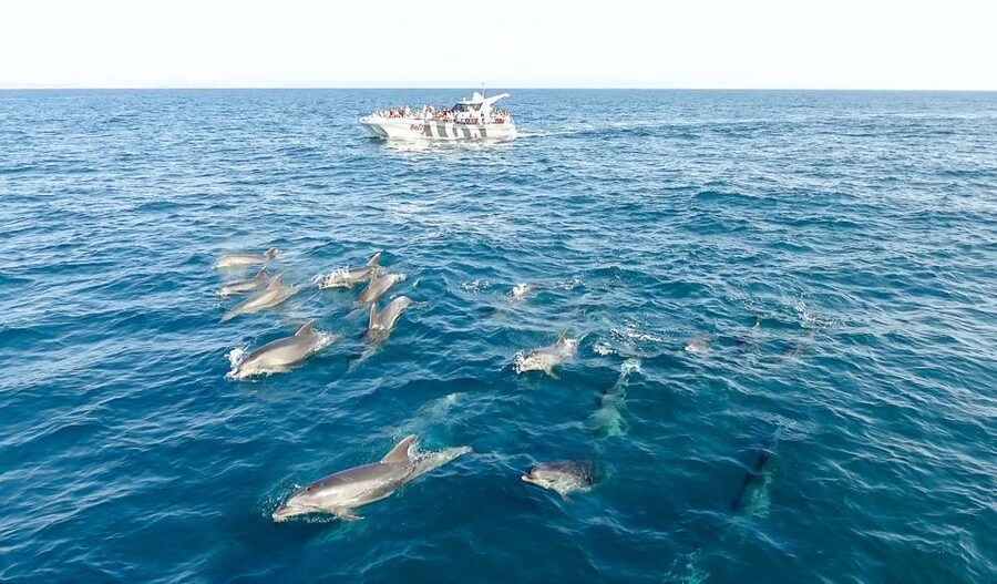 From Albufeira: Dolphins and Caves 2.5-Hour Boat Trip - Should you book the AlgarExperience dolphin and cave trip?