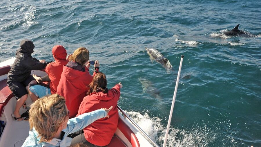 From Albufeira: Dolphins and Caves 2.5-Hour Boat Trip - Leaving Albufeira Marina on the Belize Terceiro
