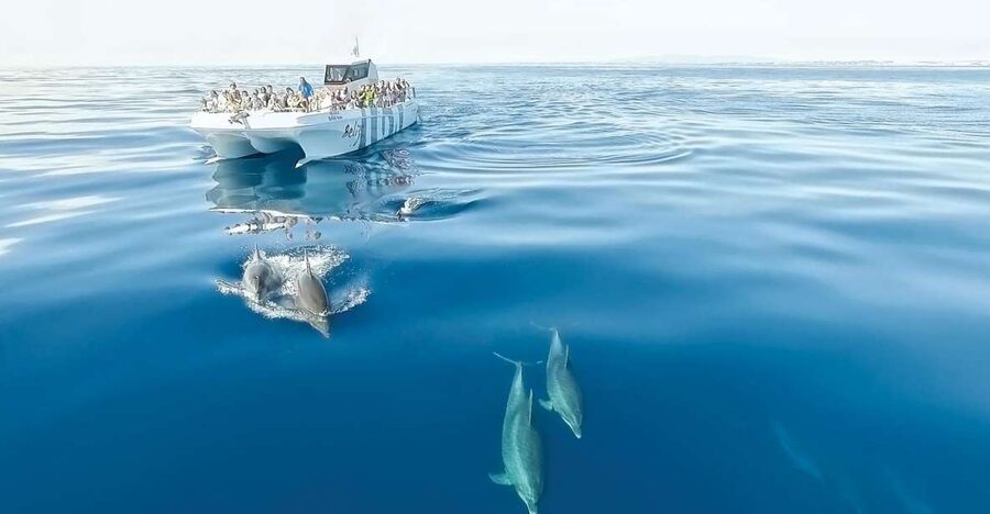 From Albufeira: Dolphins and Caves 2.5-Hour Boat Trip - Seeing the Algarve cliffs from sea level