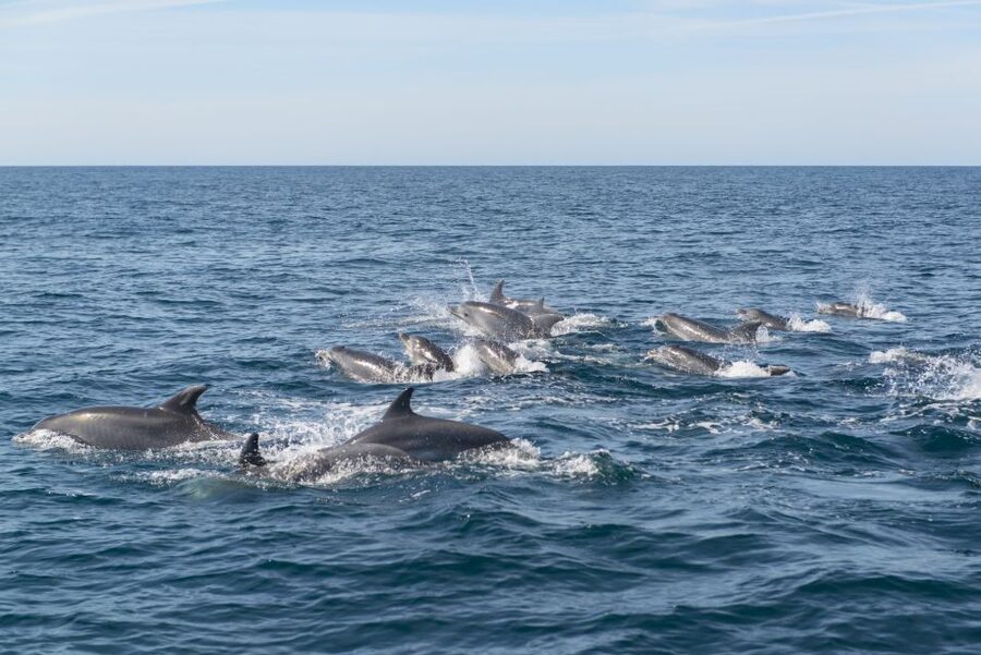 From Albufeira: Dolphins and Caves 2.5-Hour Boat Trip - How the guides shape the experience