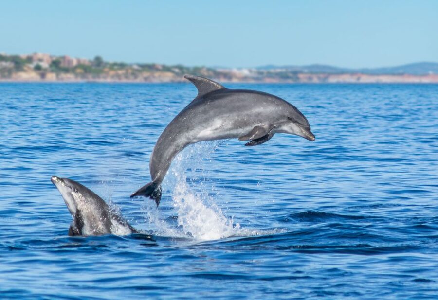 From Albufeira: Dolphins and Caves 2.5-Hour Boat Trip - Who should book this boat trip?