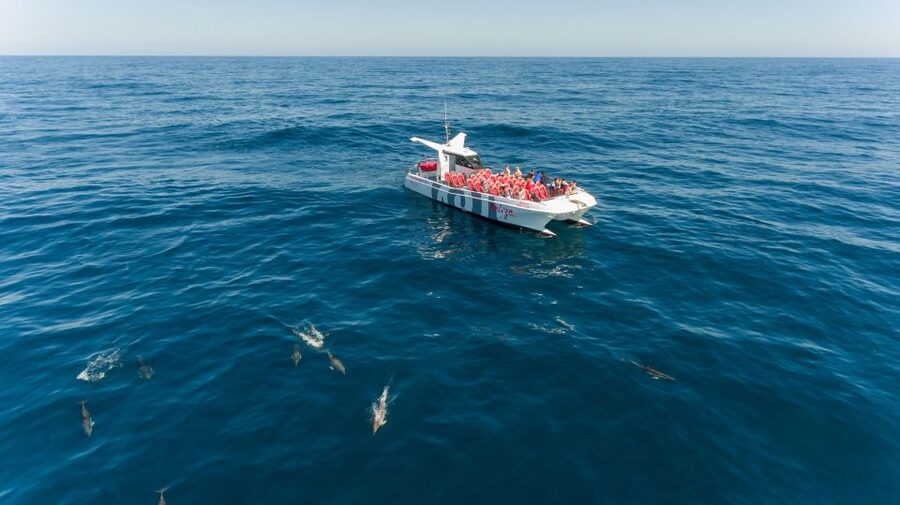 From Albufeira: Dolphins and Caves 2.5-Hour Boat Trip - Searching for dolphins in open water