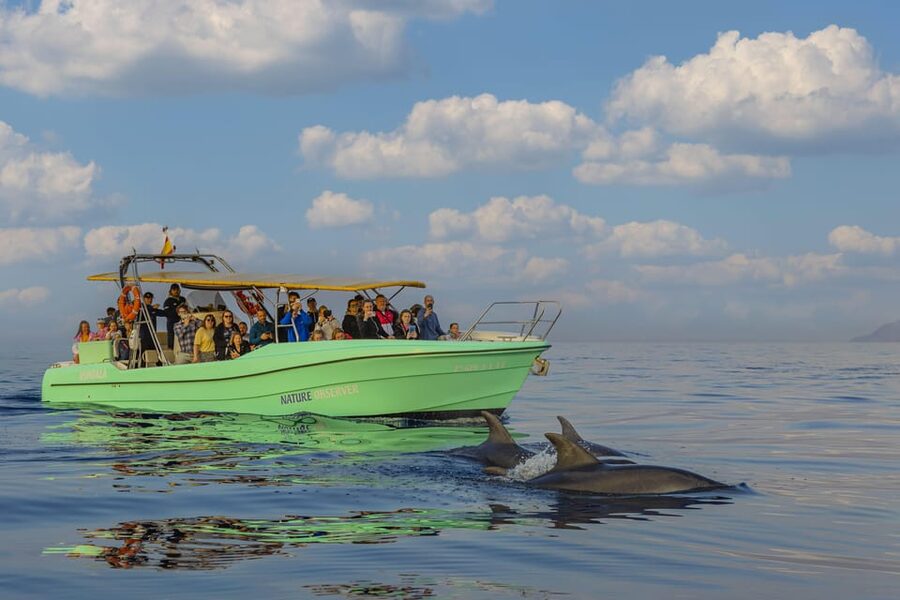 From Alcudia: Sunrise Dolphin Watching Boat Tour - Why the sunrise departure is worth the early alarm