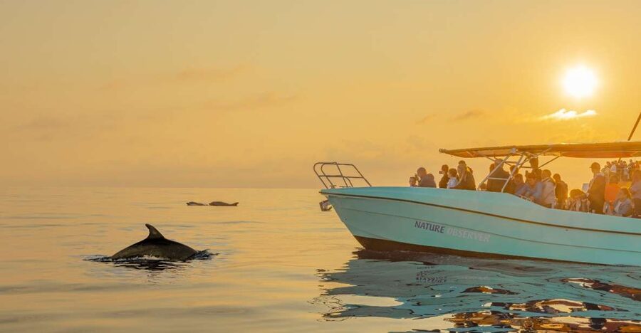 From Alcudia: Sunrise Dolphin Watching Boat Tour - From your hotel to Port d’Alcúdia